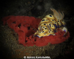 RISBECIA TRYONI with eggs..! by Azman Kamaluddin 